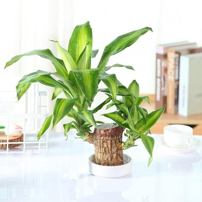 Brazilian wood plant